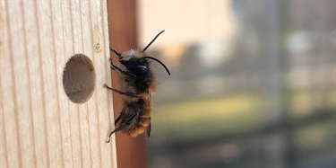 Gir biologisk bistand til biehus